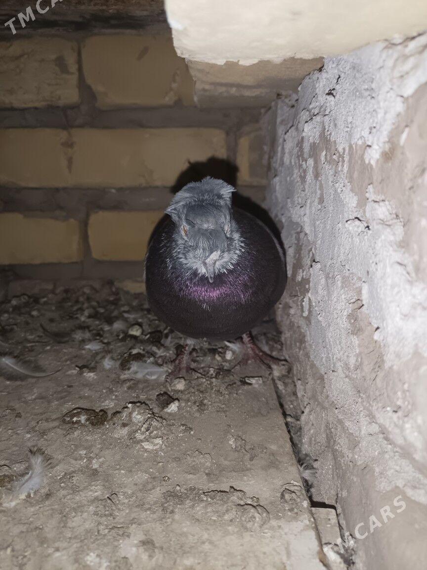 kepteri mramyrny - Türkmenabat - img 4