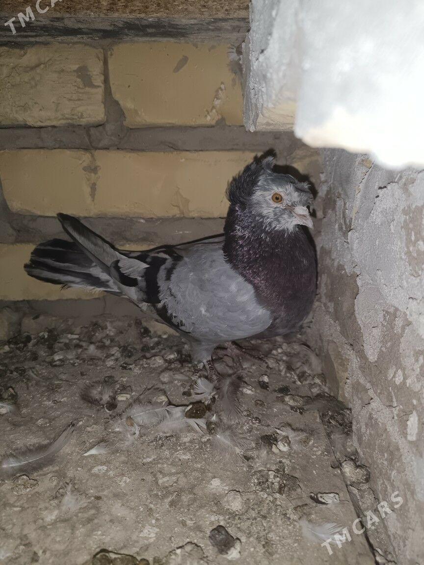 kepteri mramyrny - Türkmenabat - img 2