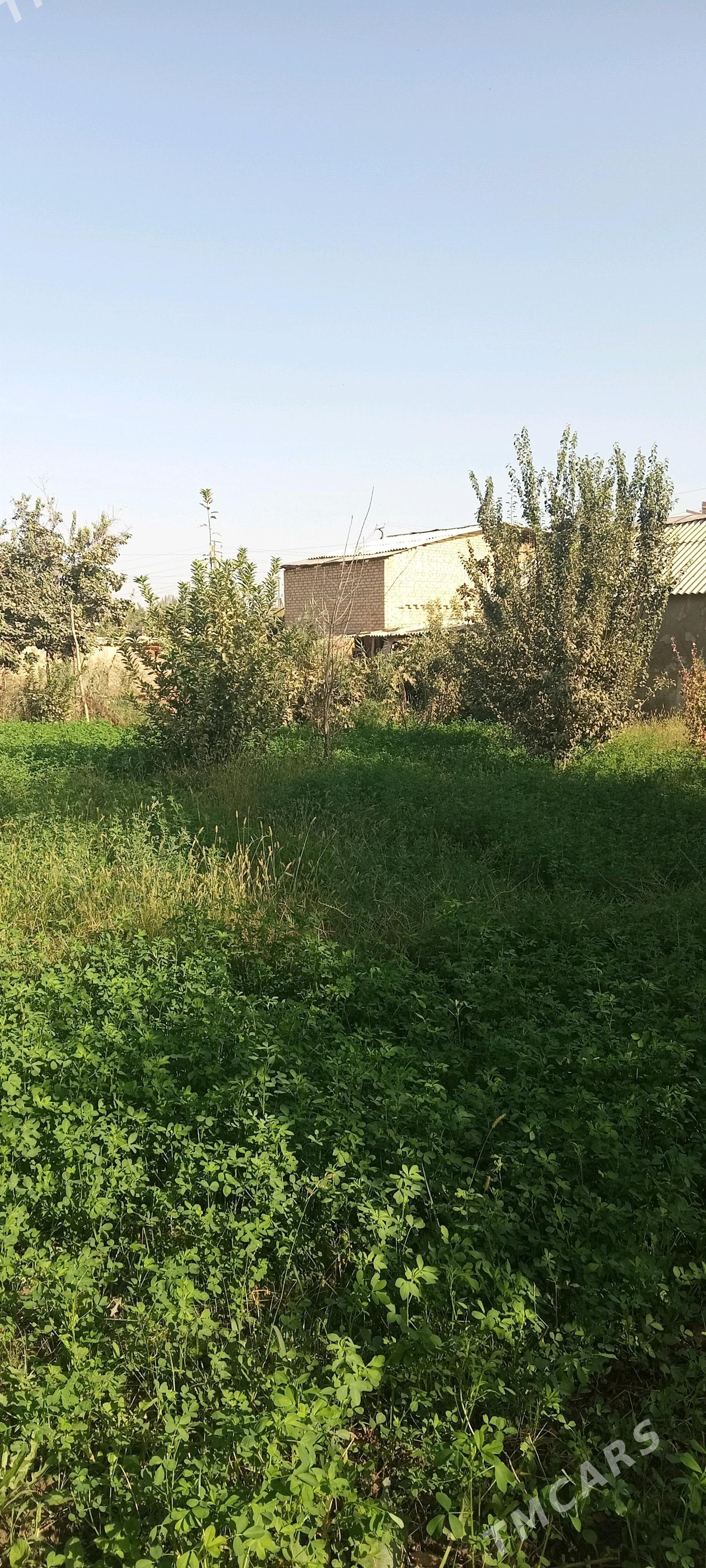 Bos mellek - Мары - img 2