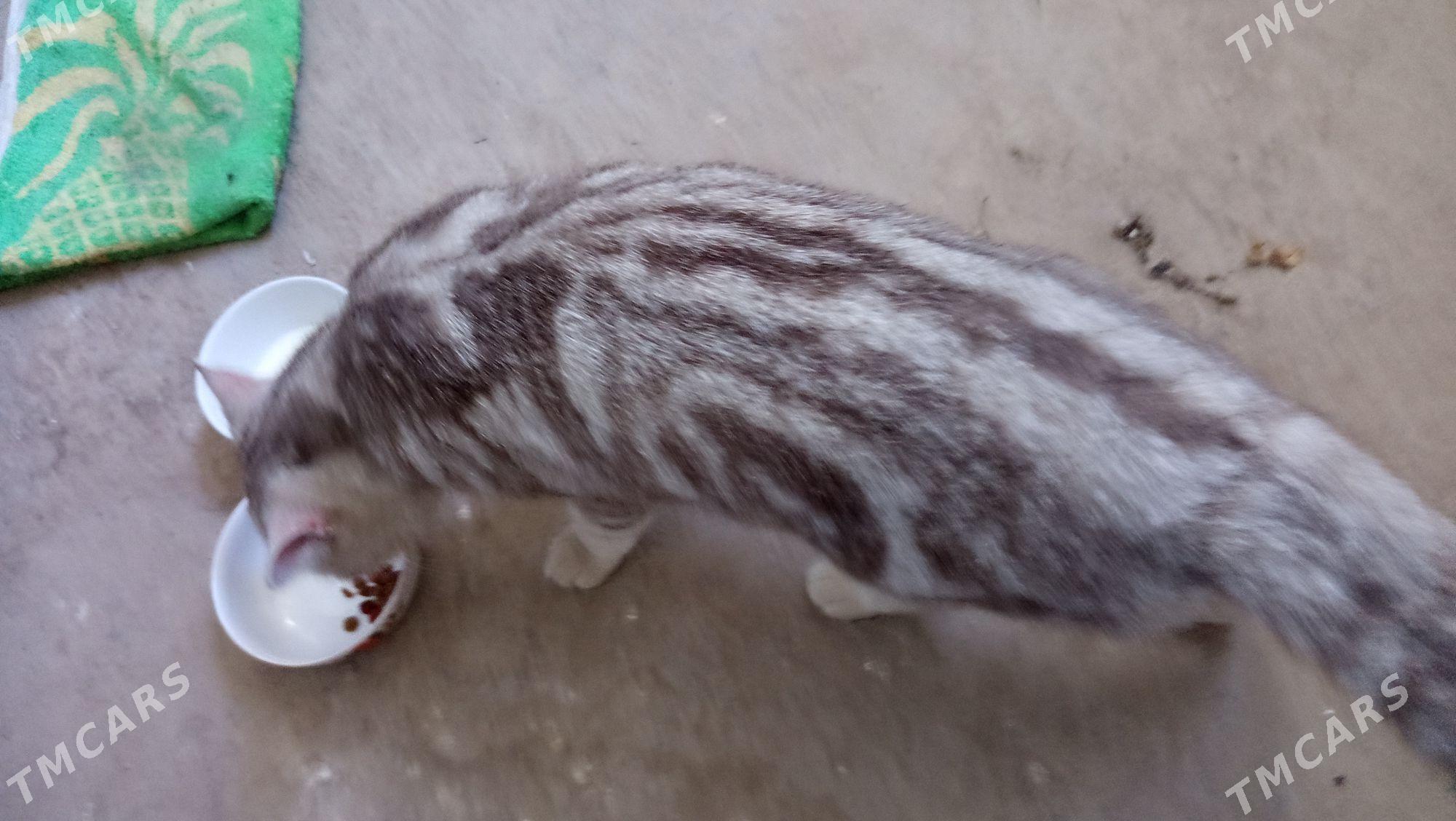 Британский Мурзик - Дашогуз - img 7