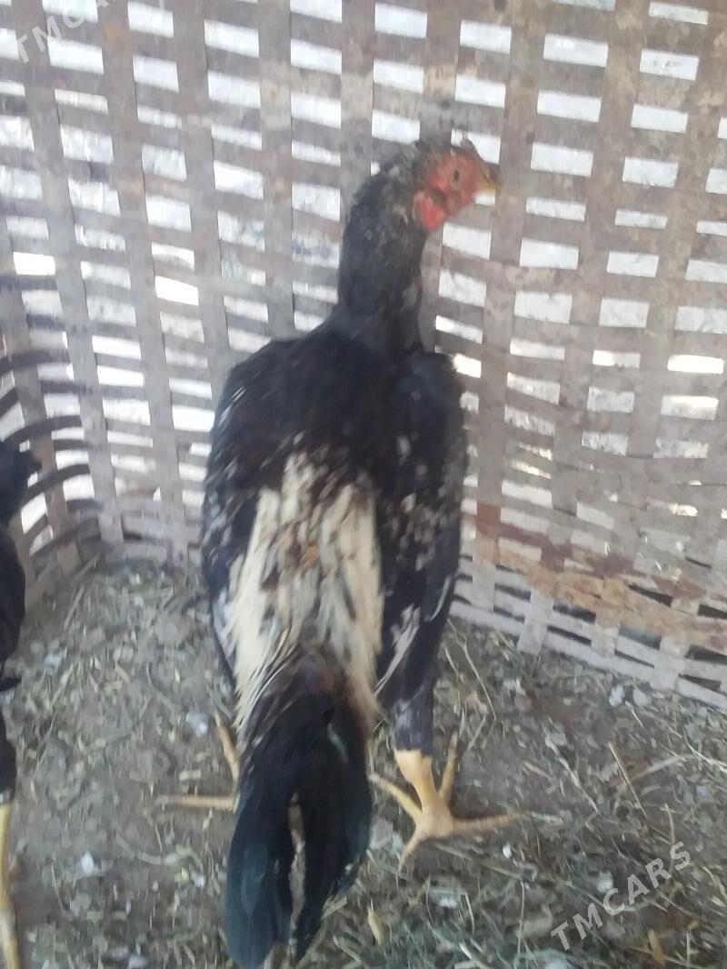 Diktäç Horz - Halaç - img 4