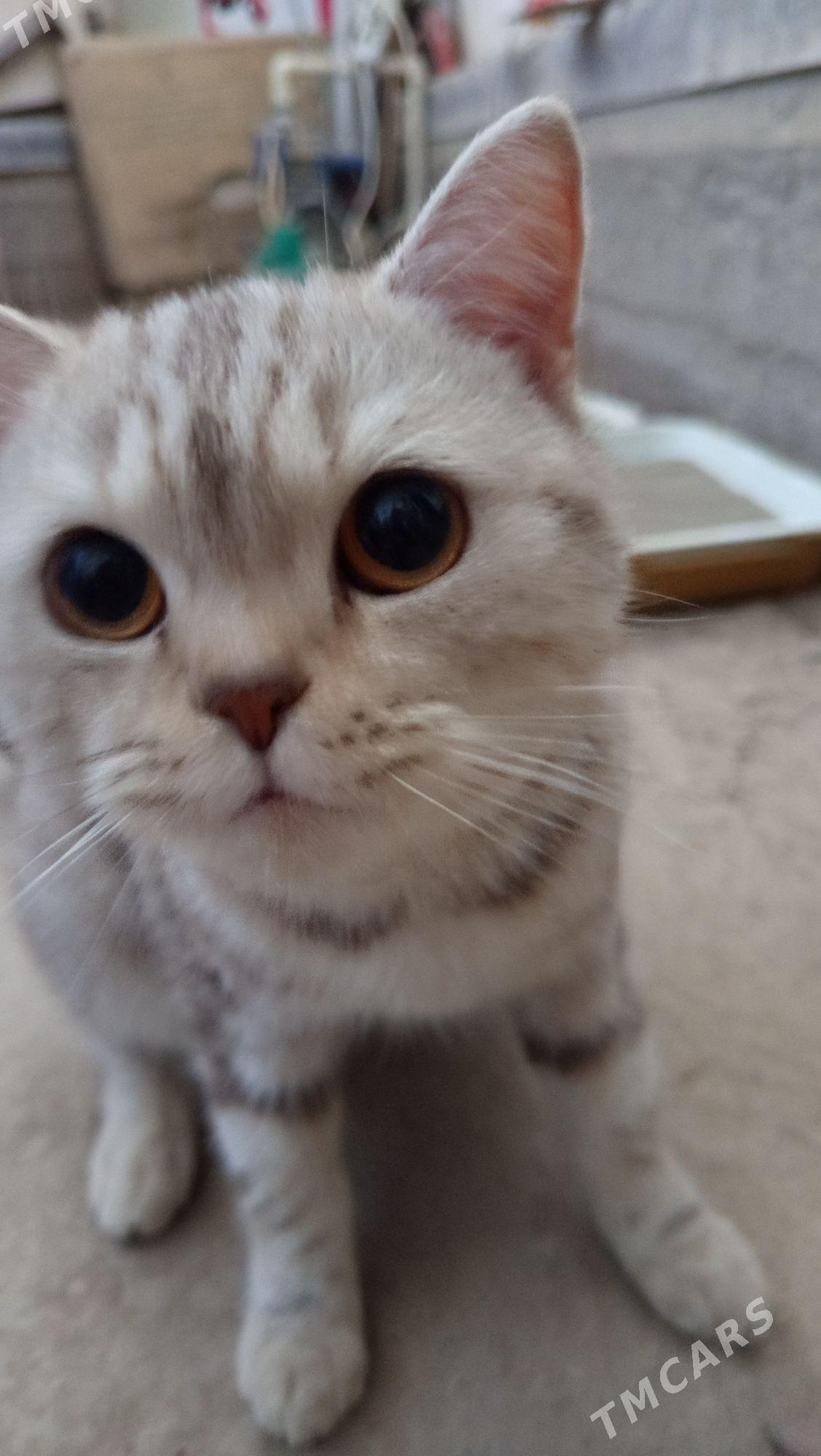 Британский Мурзик - Дашогуз - img 1