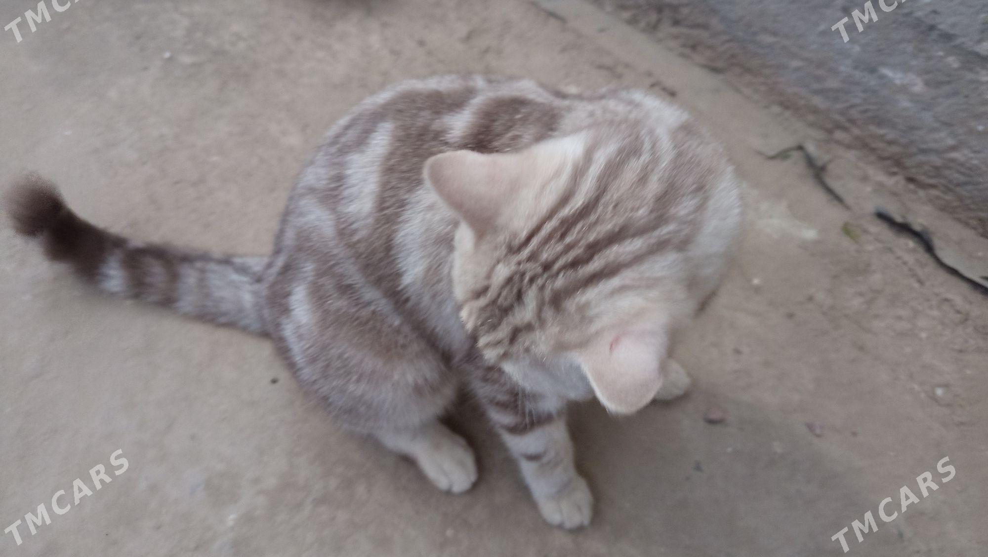 Британский Мурзик - Дашогуз - img 6