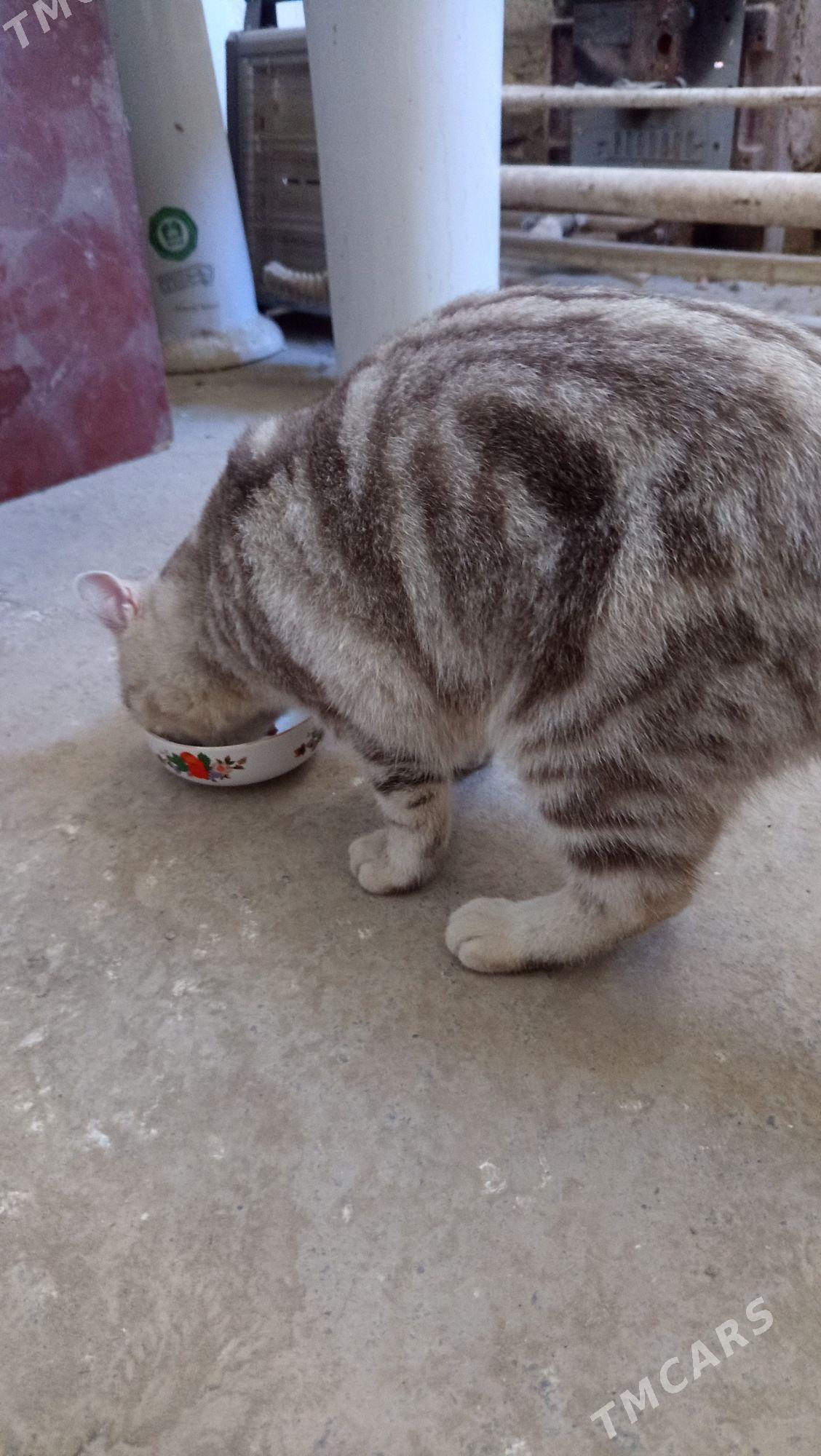 Британский Мурзик - Дашогуз - img 4