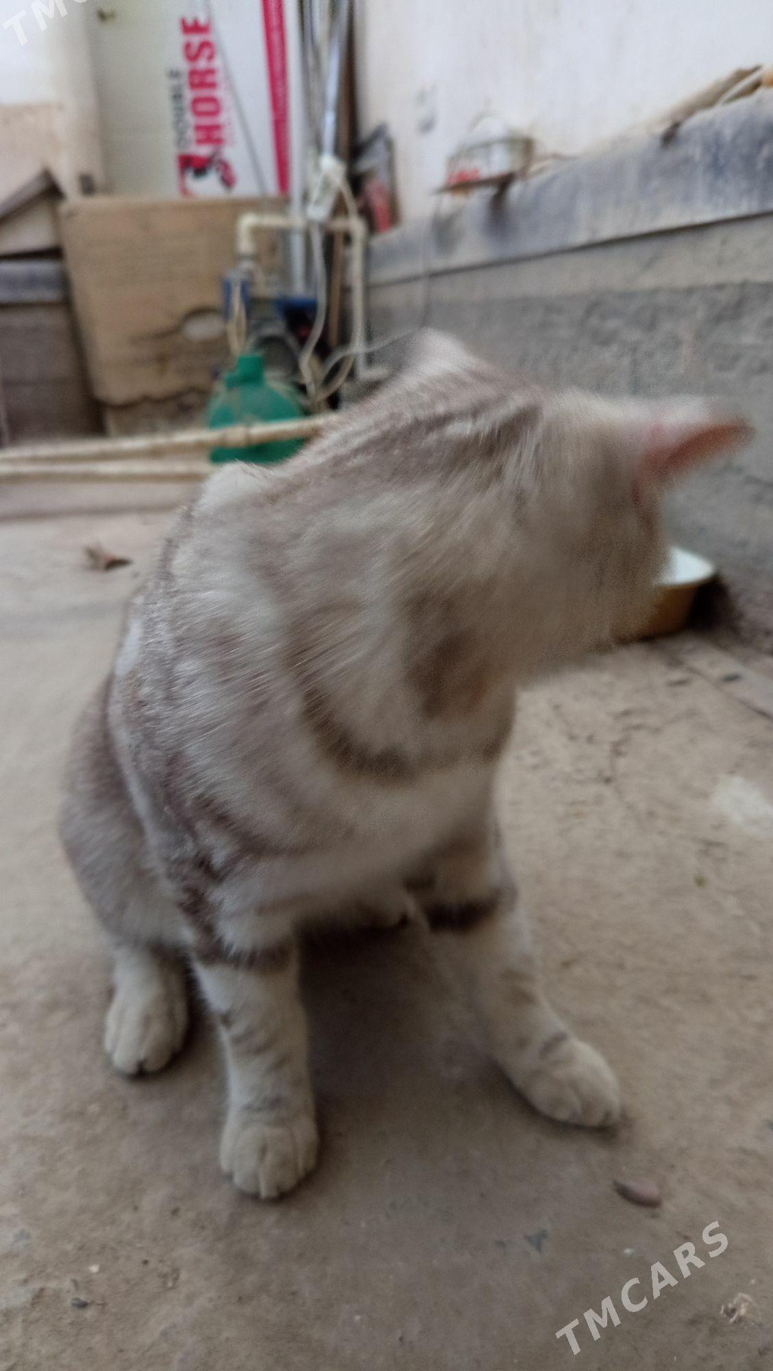 Британский Мурзик - Дашогуз - img 2