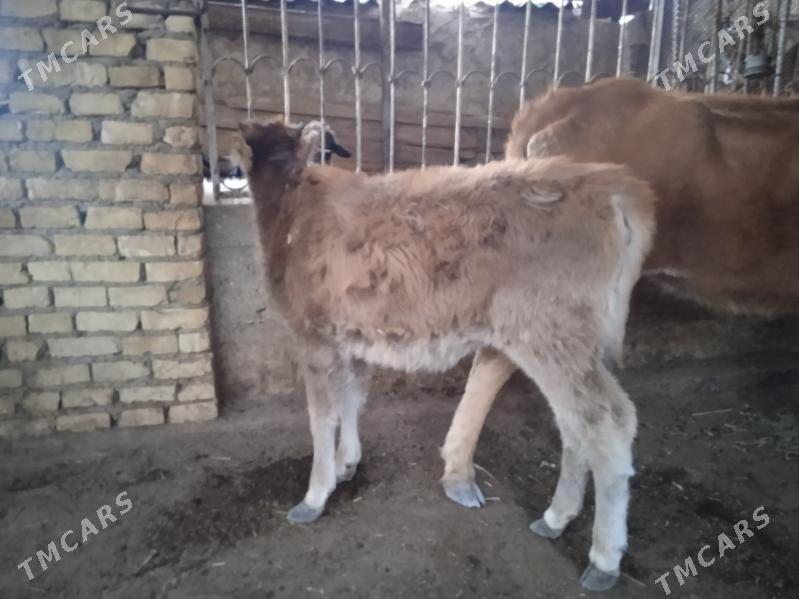 Sygyr gacar - Balkanabat - img 2