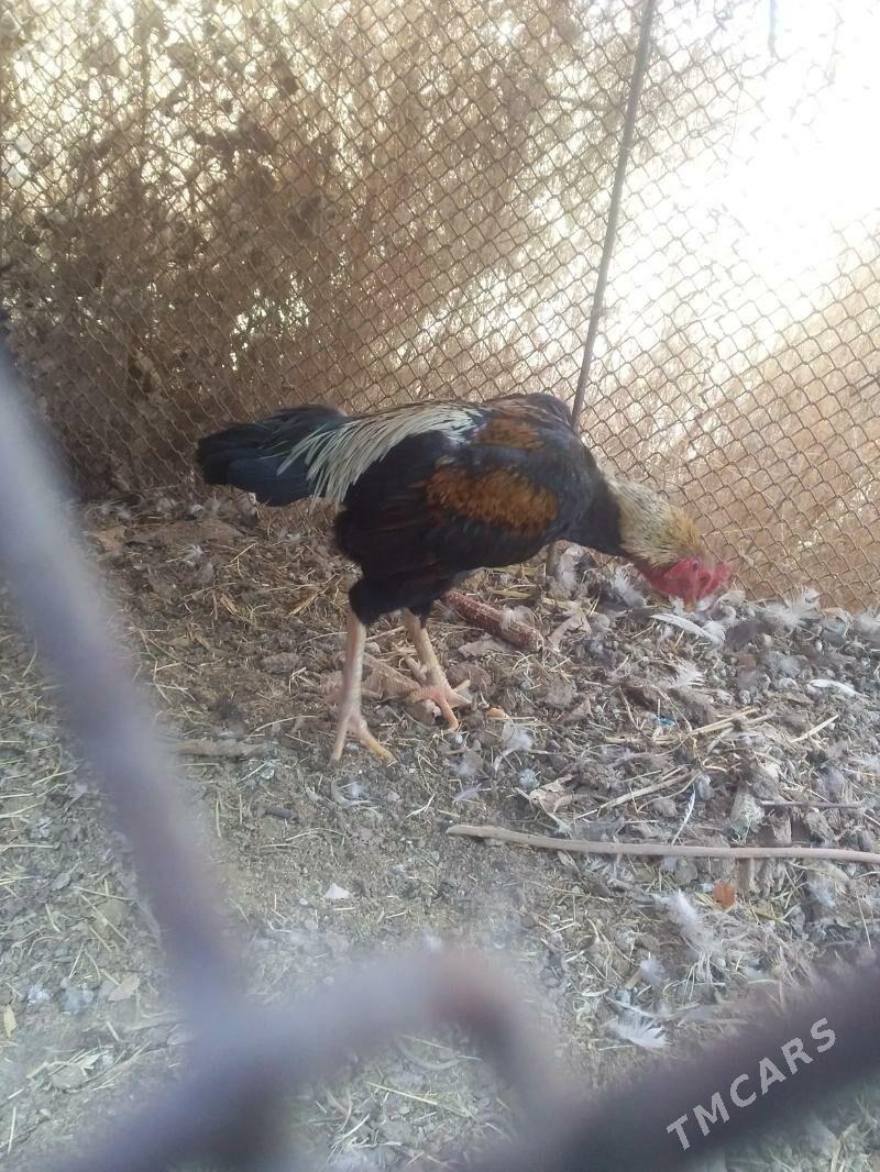 Diktäç Horz - Halaç - img 2