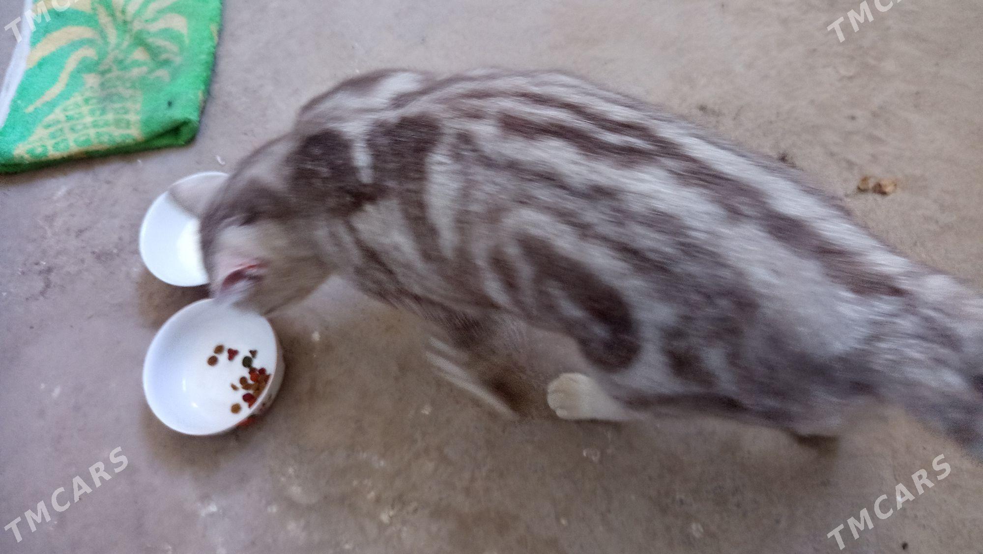 Британский Мурзик - Дашогуз - img 3