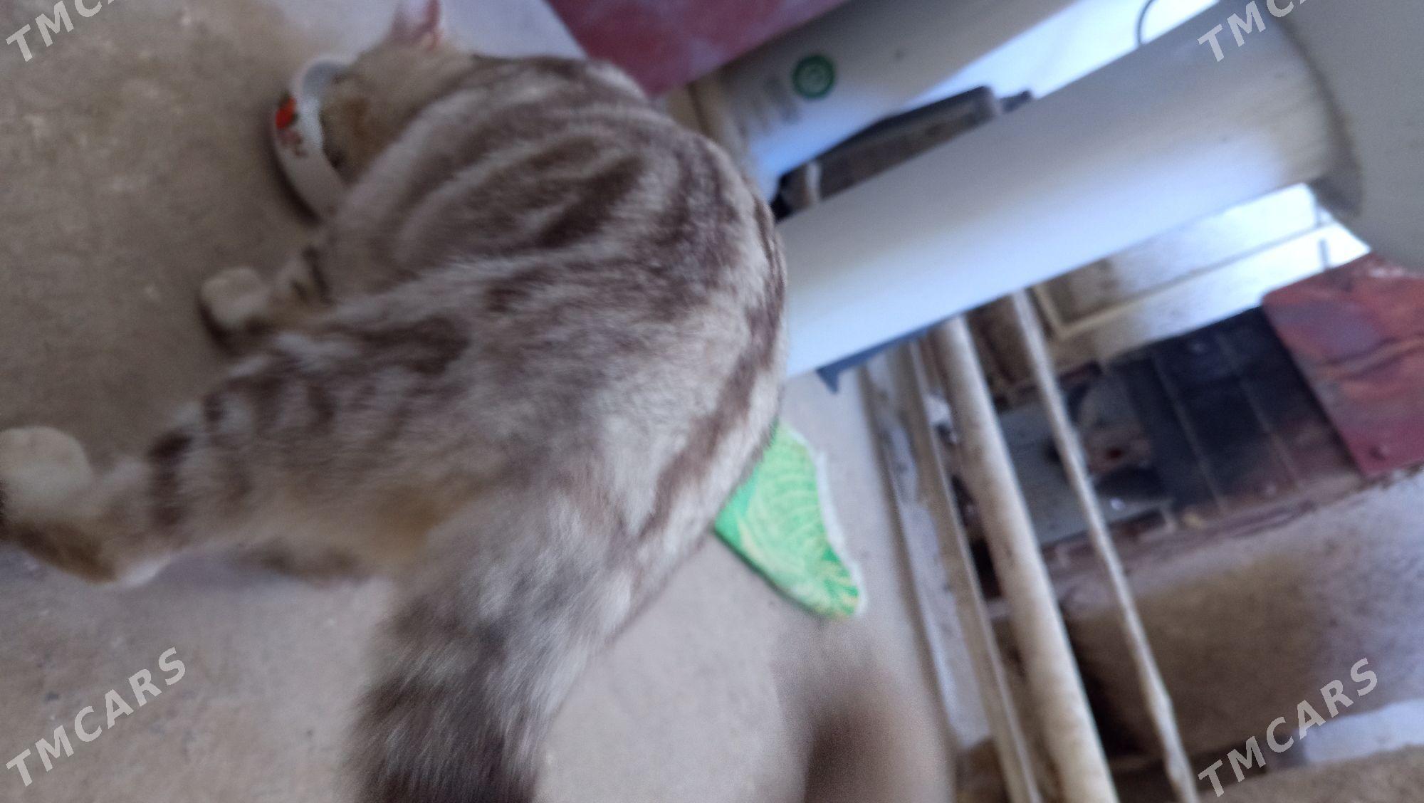 Британский Мурзик - Дашогуз - img 5