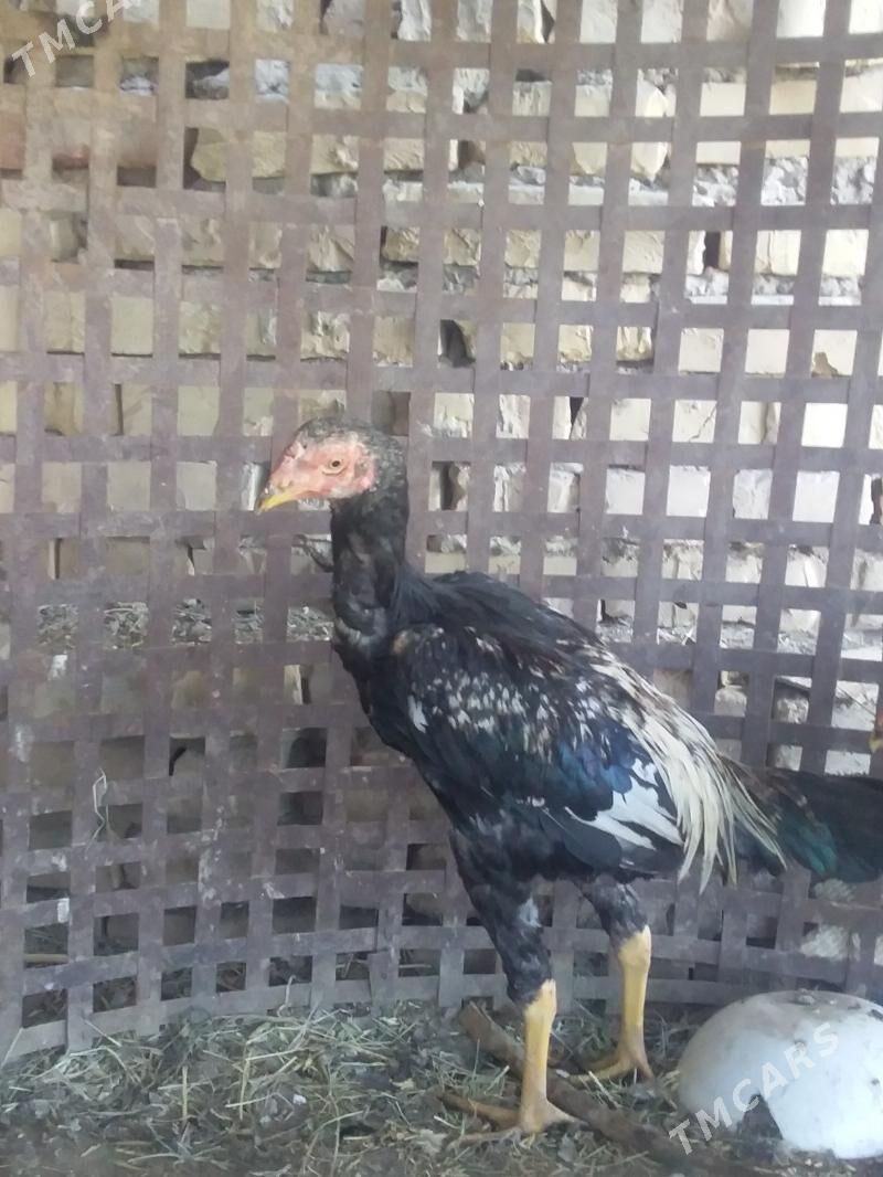 Diktäç Horz - Halaç - img 3