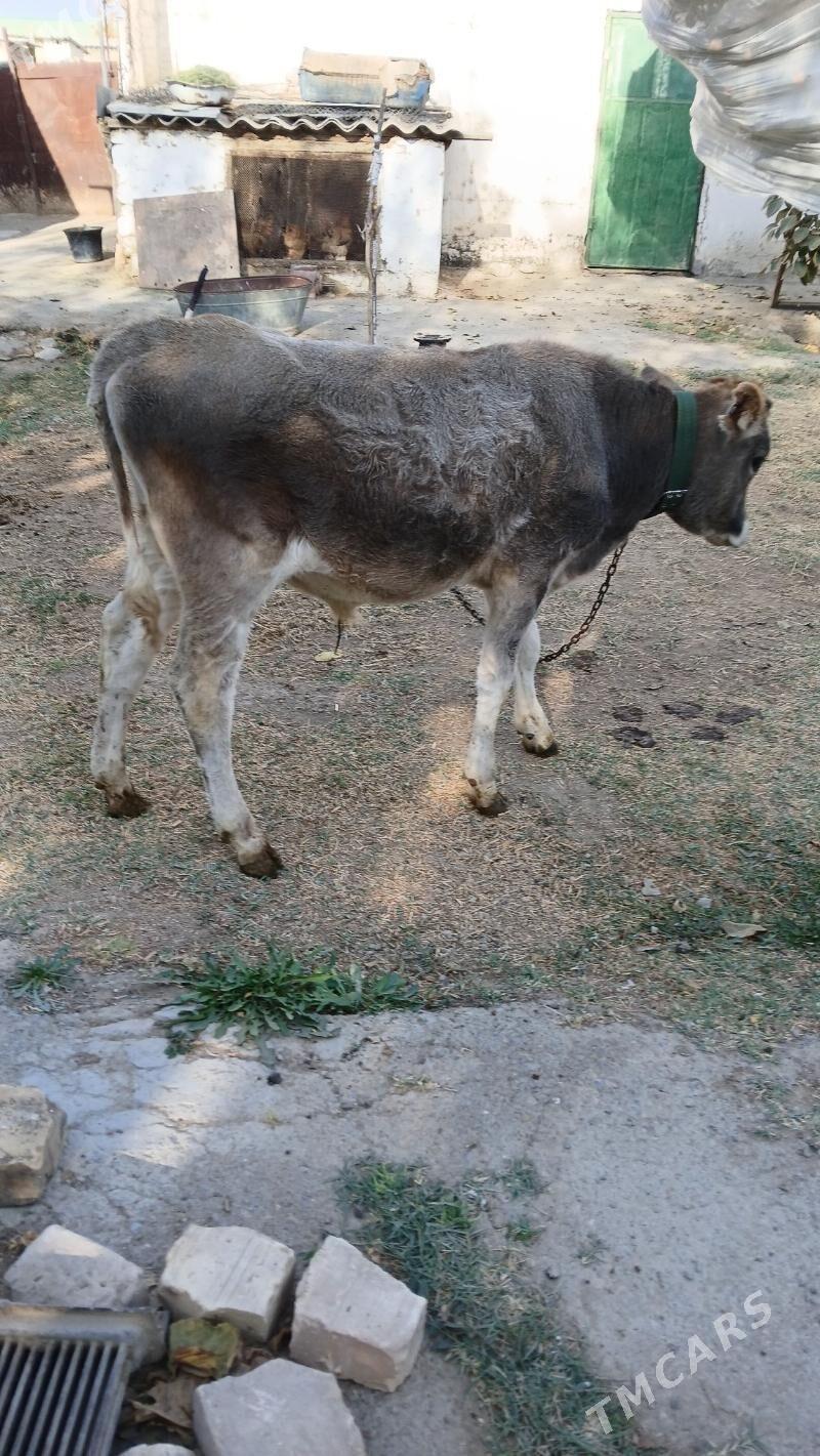 okuz - Гёкдепе - img 2