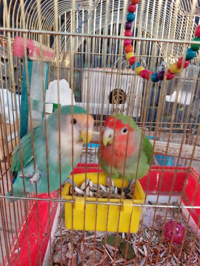 nerazlucnik - Aşgabat - img 5