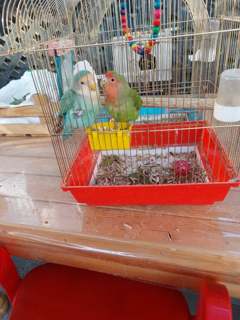 nerazlucnik - Aşgabat - img 3