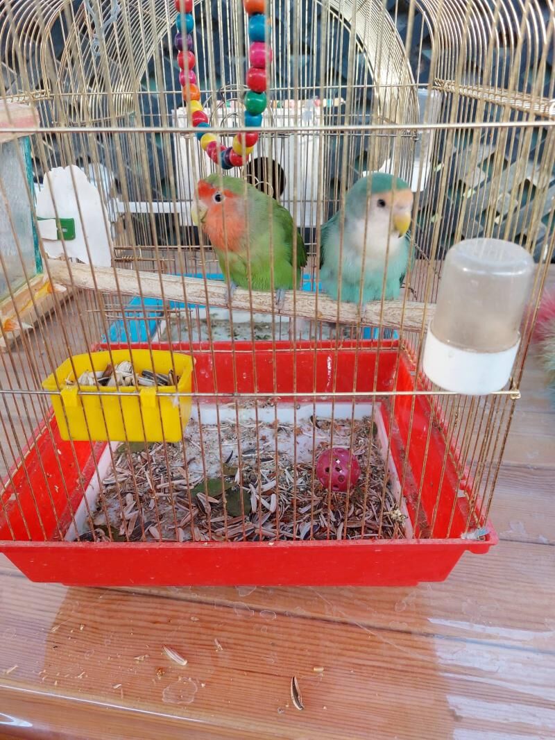 nerazlucnik - Aşgabat - img 6