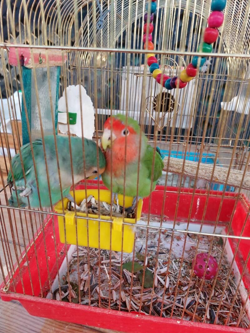 nerazlucnik - Aşgabat - img 4