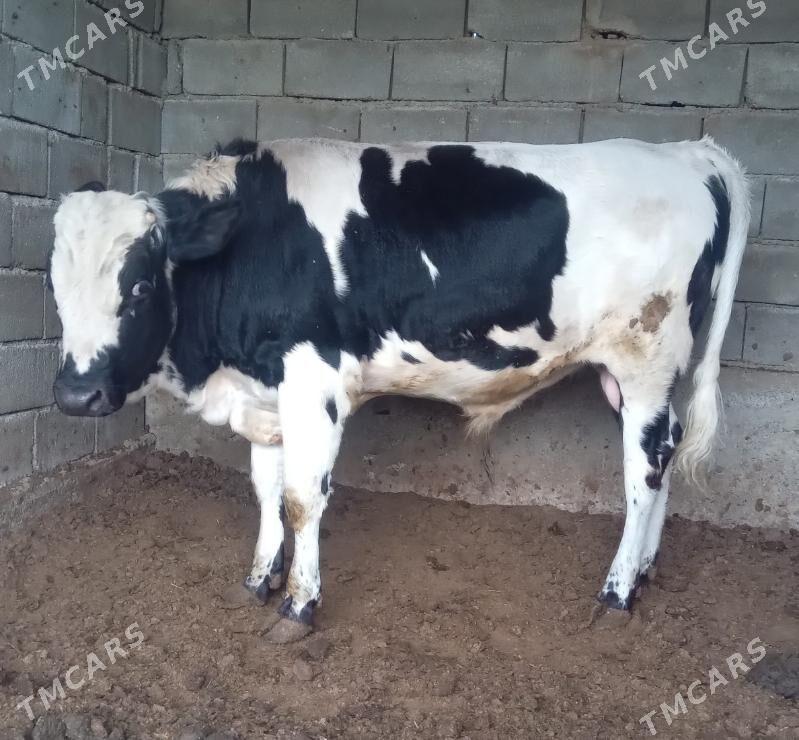 okuz - Bagyr - img 2