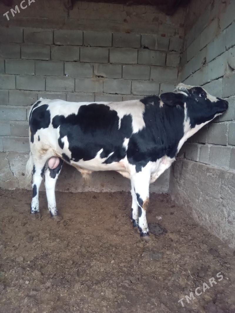 okuz - Bagyr - img 3