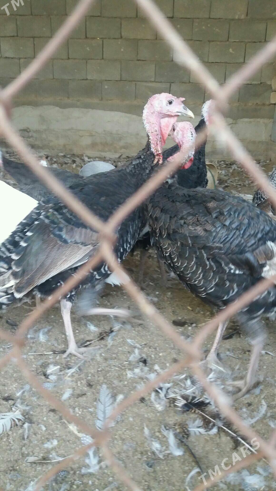 induk towuk sisarka - Ашхабад - img 2