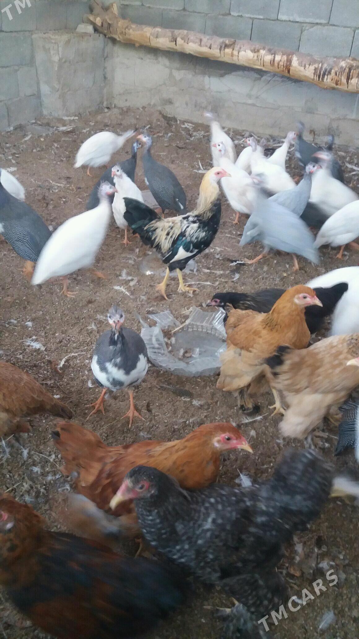 induk towuk sisarka - Ашхабад - img 3