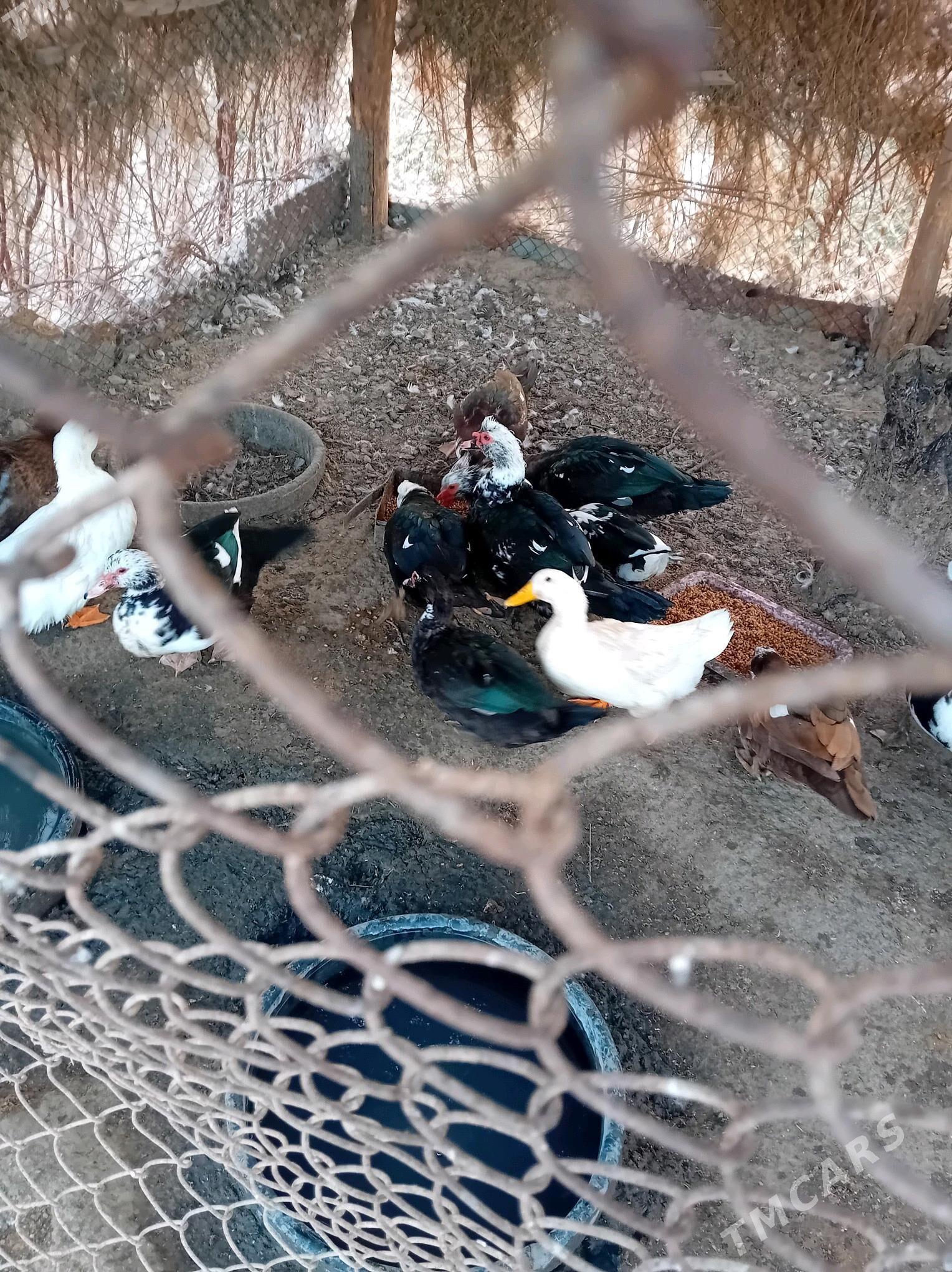 Indiutka - Mary - img 2