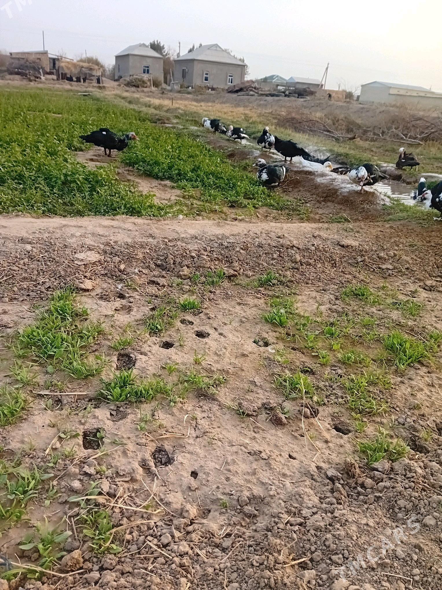 Indiutka - Mary - img 3