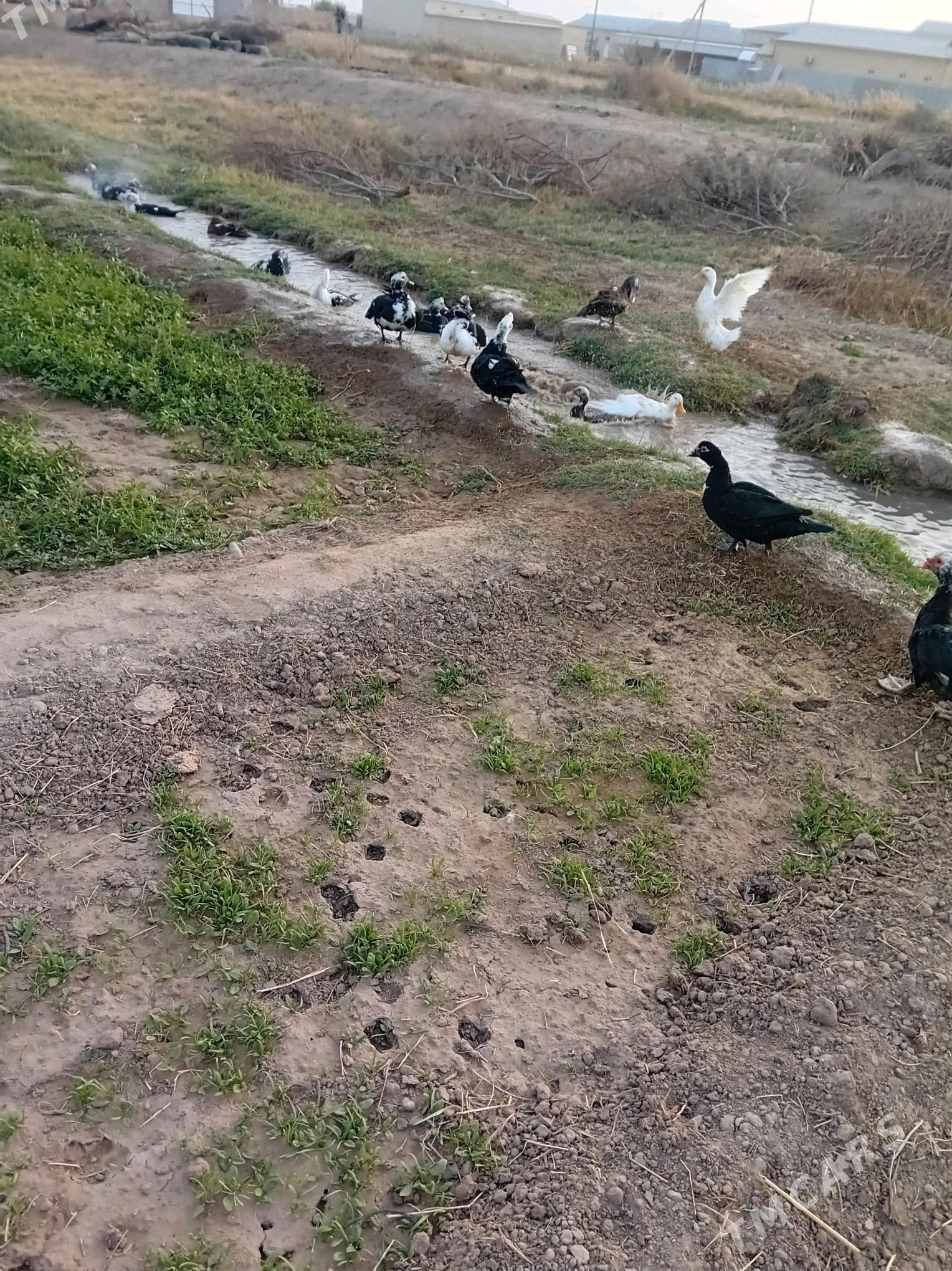 Indiutka - Mary - img 8