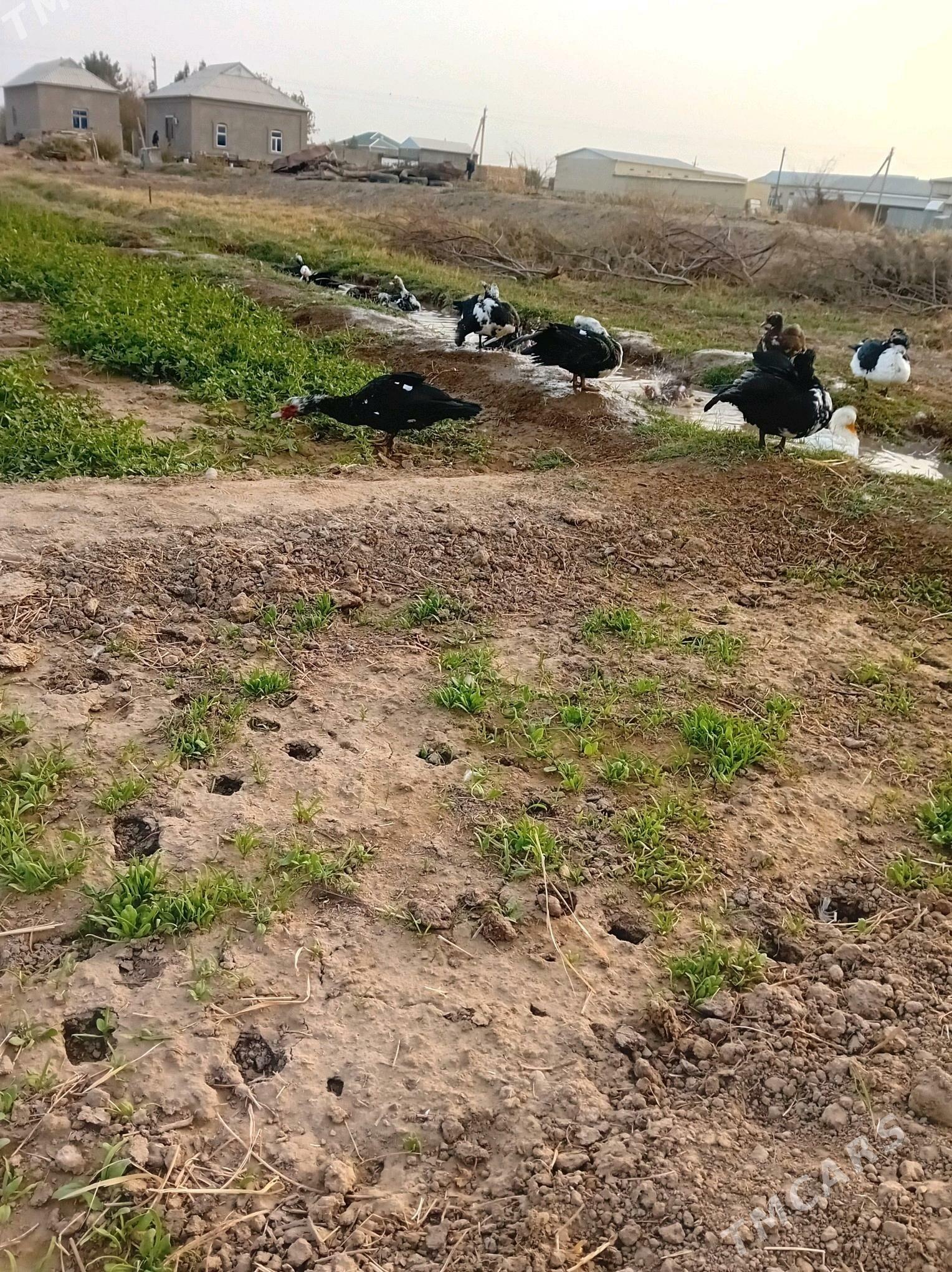 Indiutka - Mary - img 4