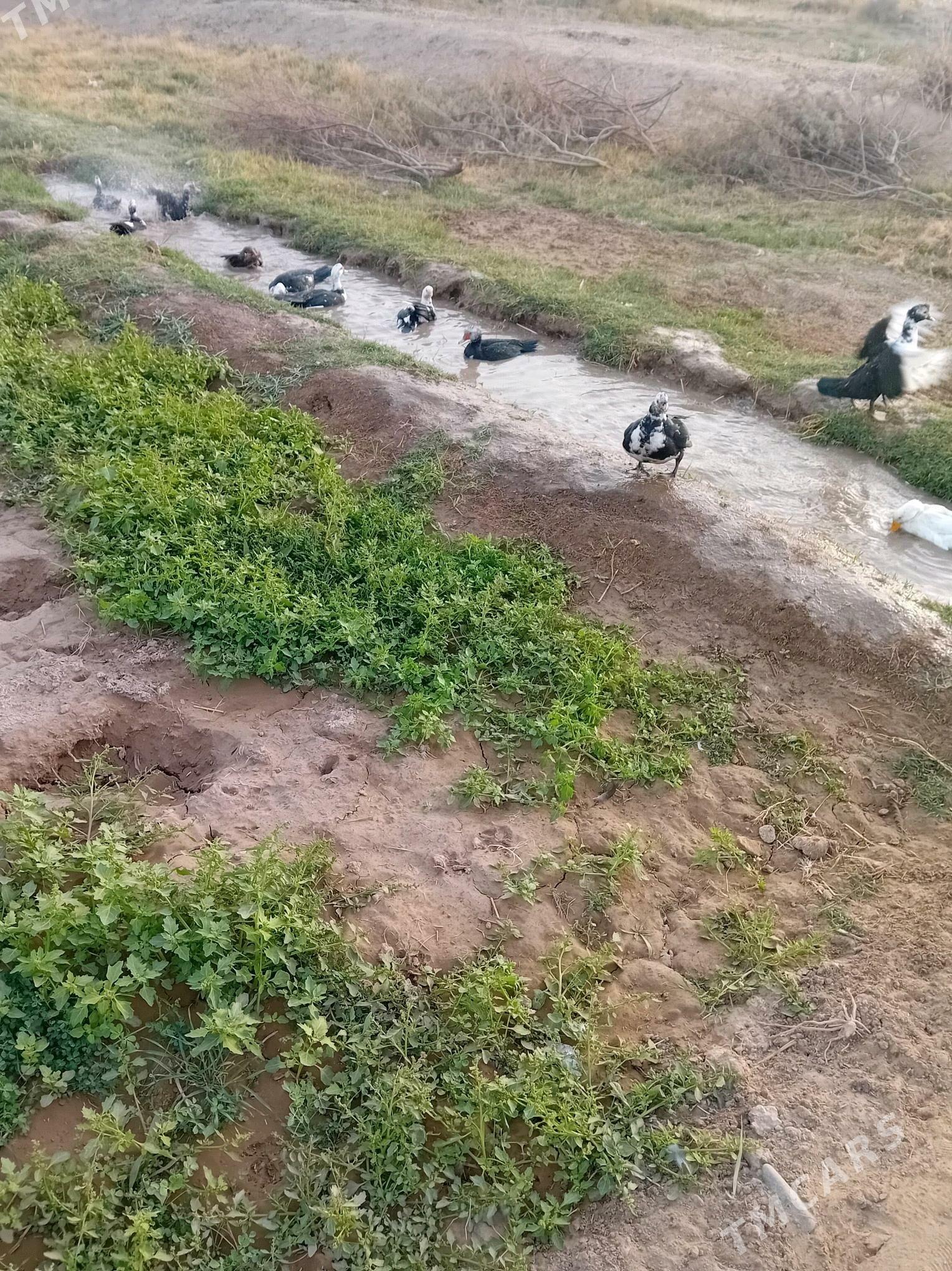 Indiutka - Mary - img 7