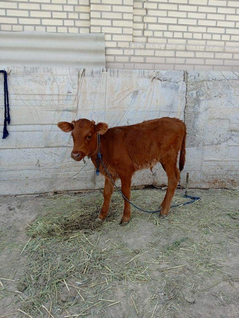 GÖLELI SYGYR - Байрамали - img 2