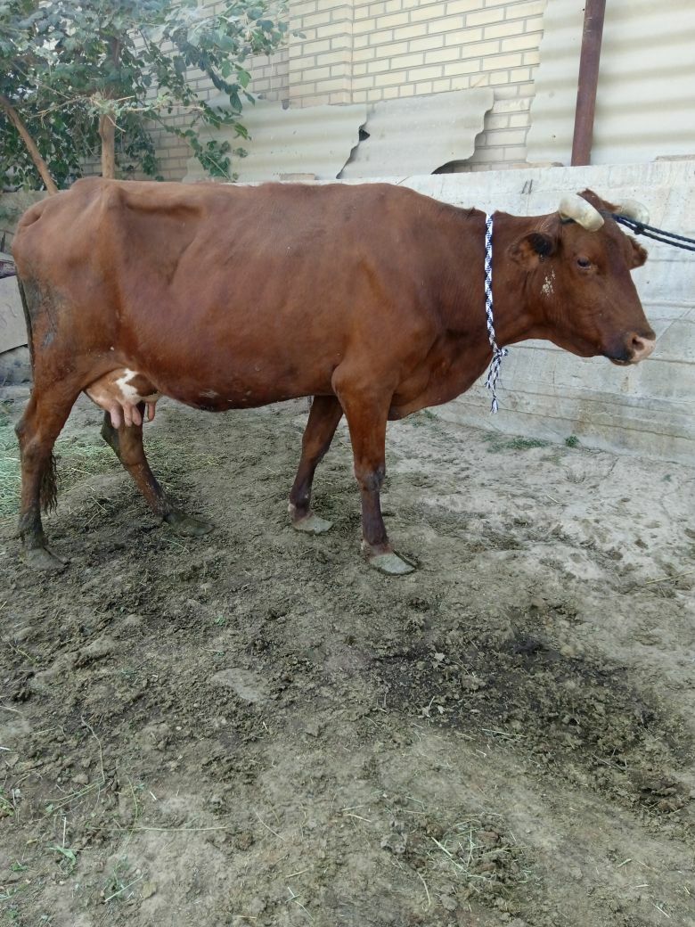 GÖLELI SYGYR - Байрамали - img 3