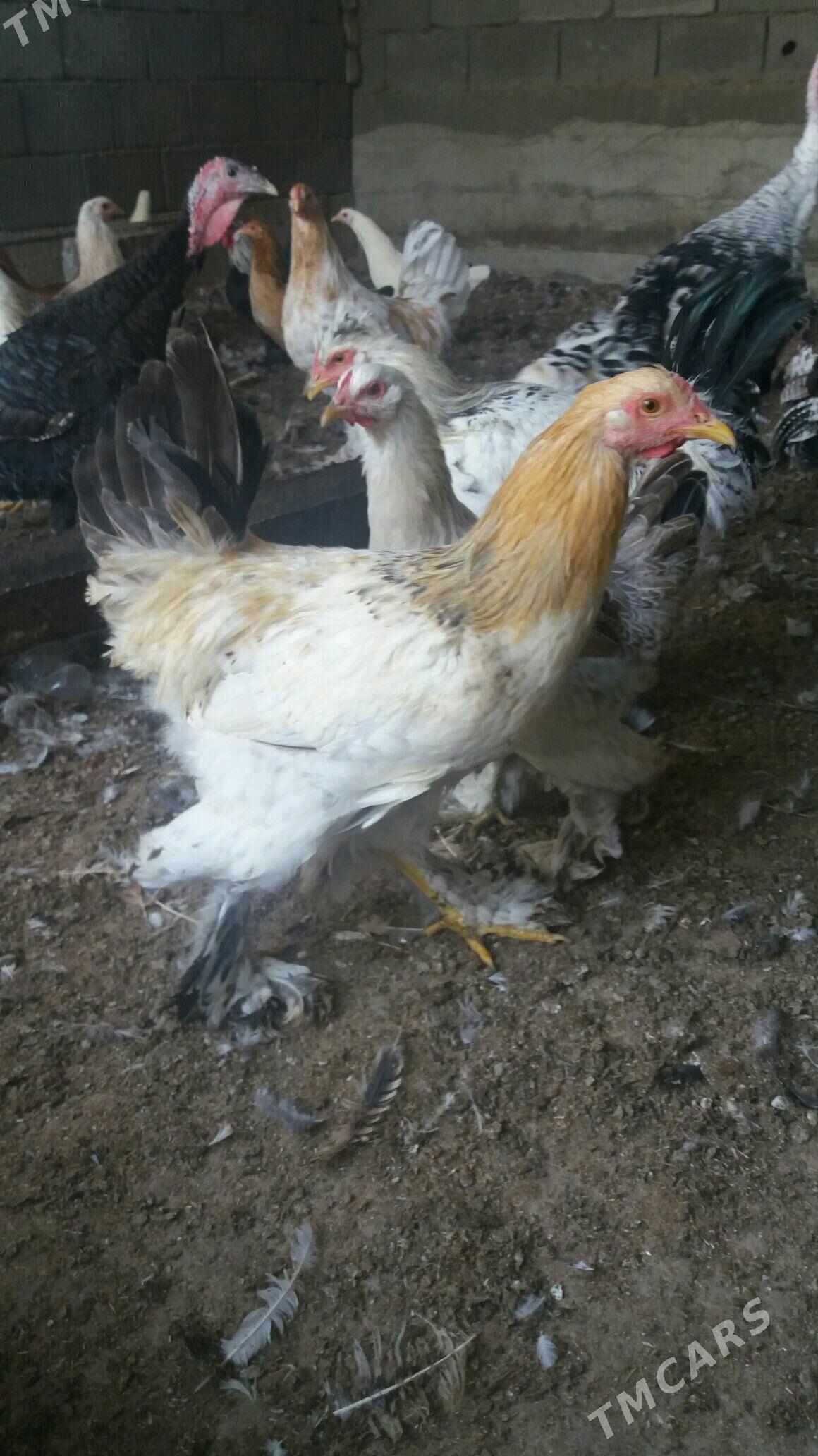 induk towuk sisarka - Ашхабад - img 5