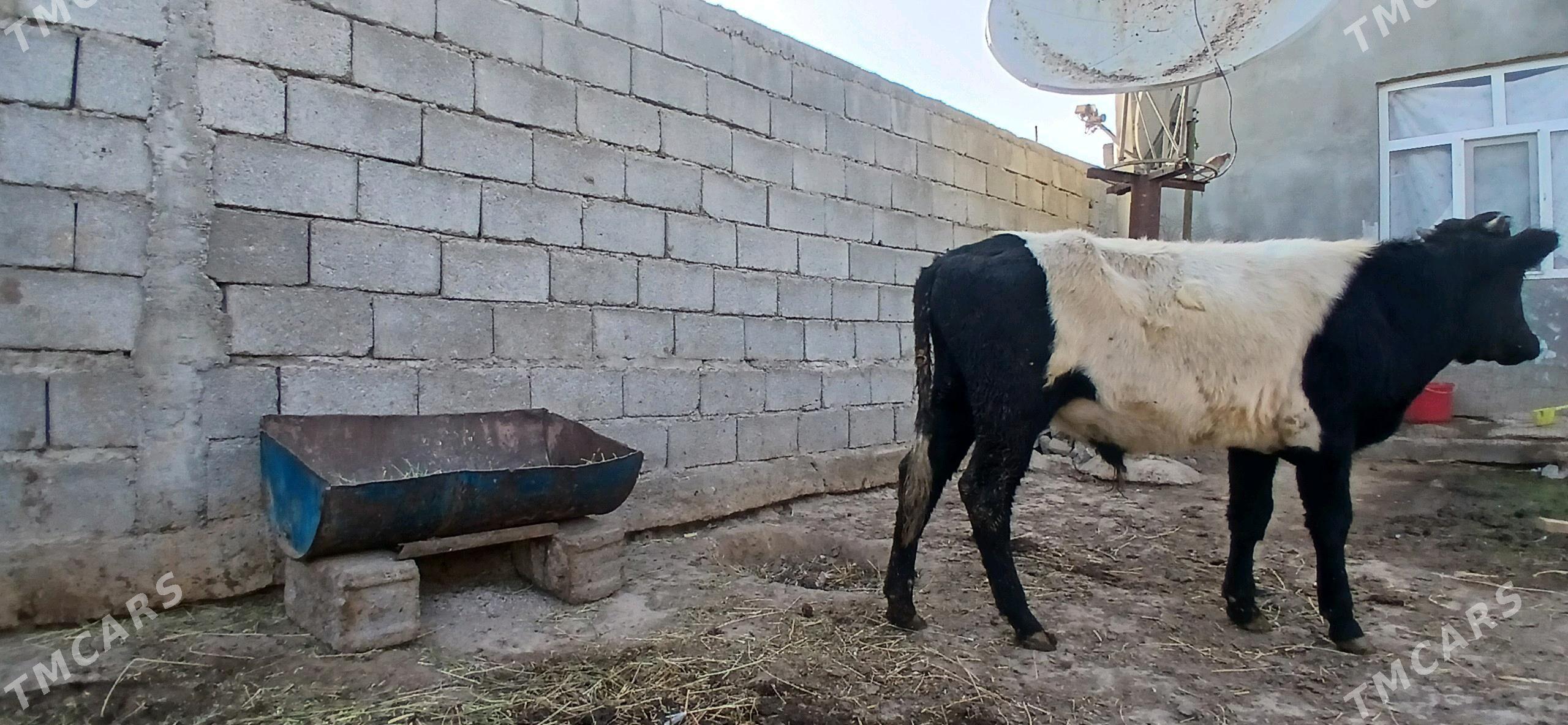 gole - Büzmeýin - img 1