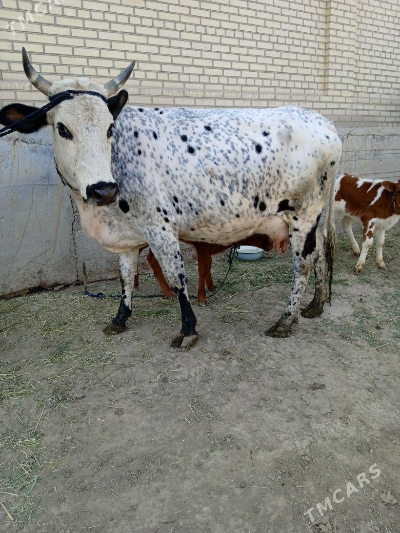 GÖLELI SYGYR - Baýramaly - img 1