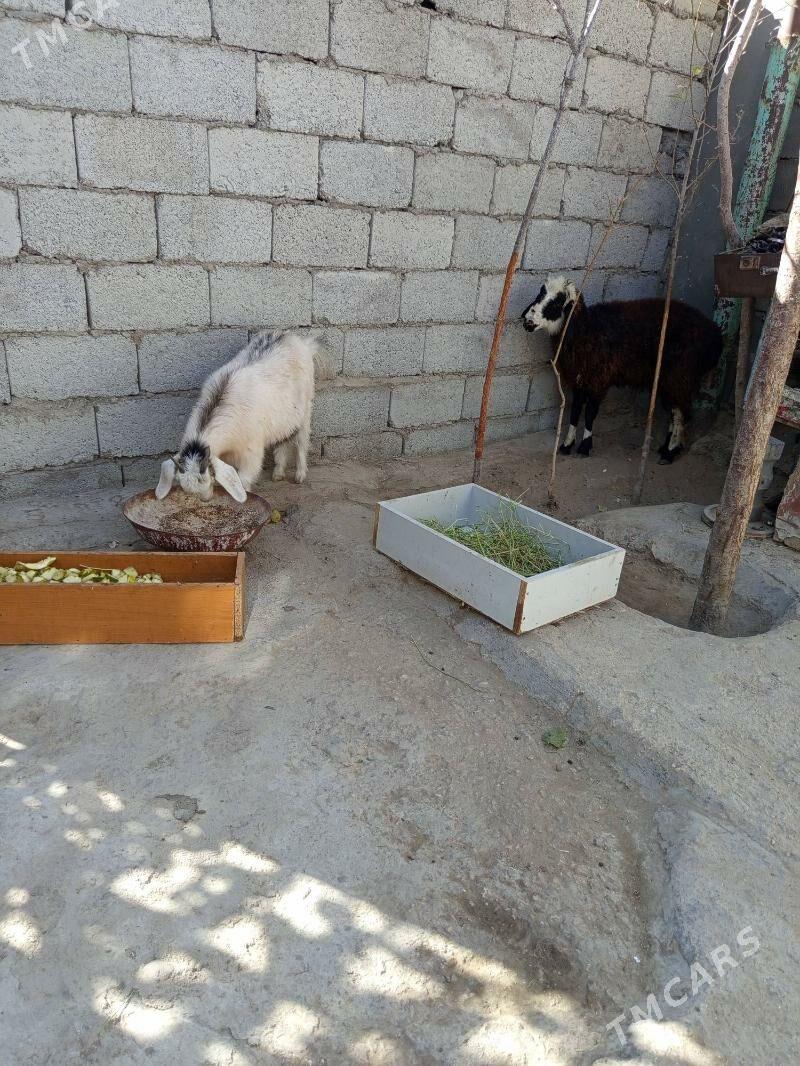 Tokly Çebiş - Балканабат - img 4