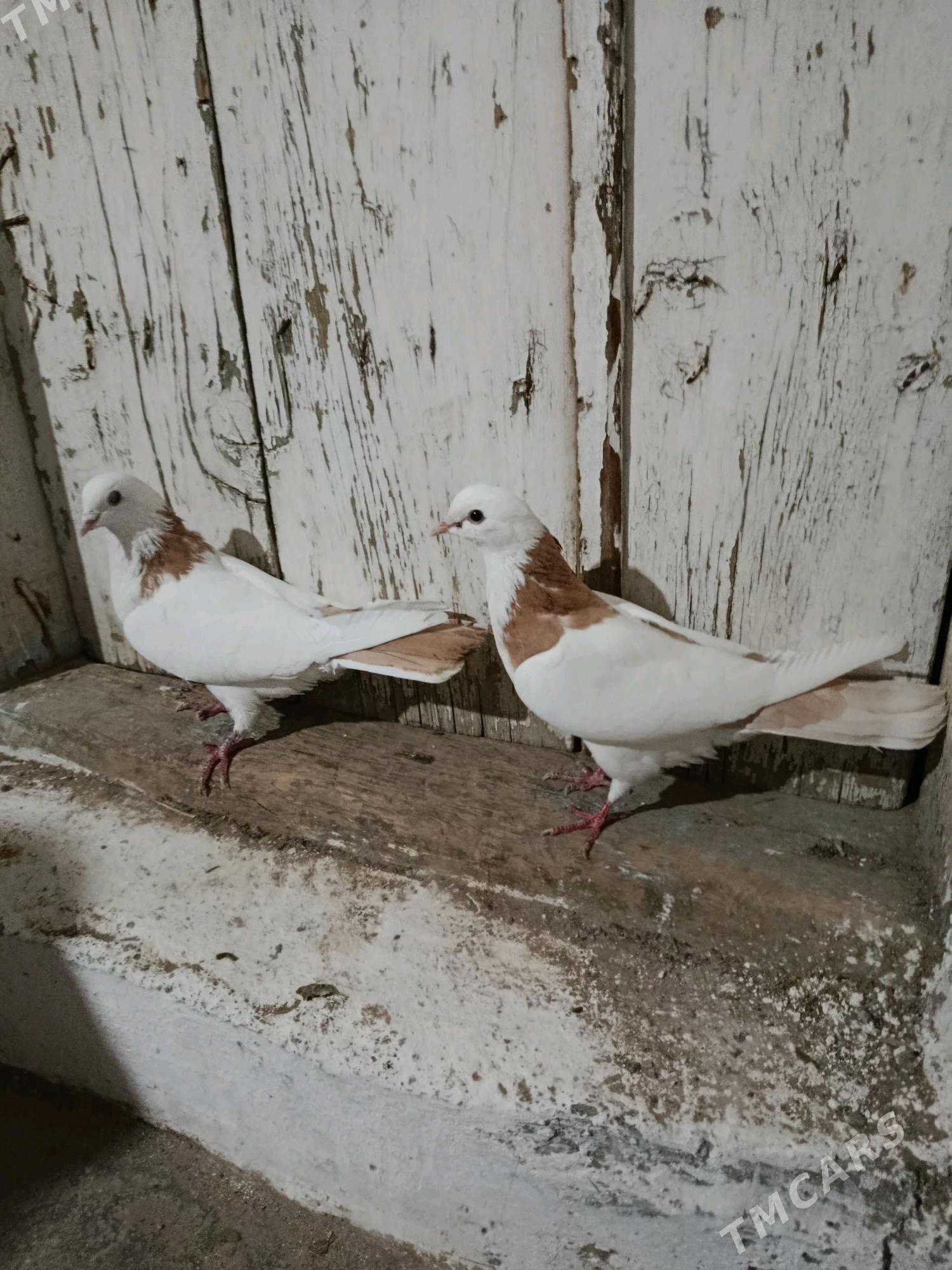 kepderi - Гызыларбат - img 2