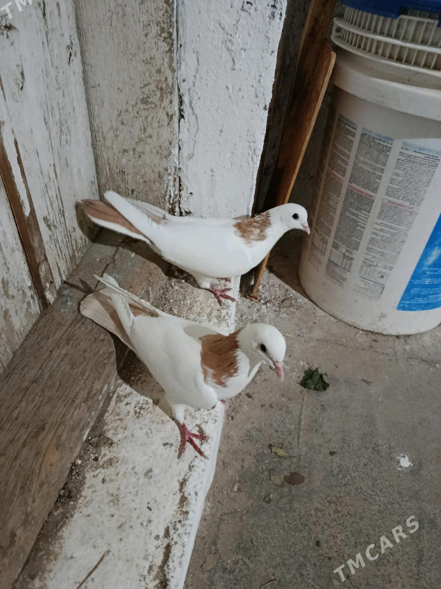 kepderi - Гызыларбат - img 1