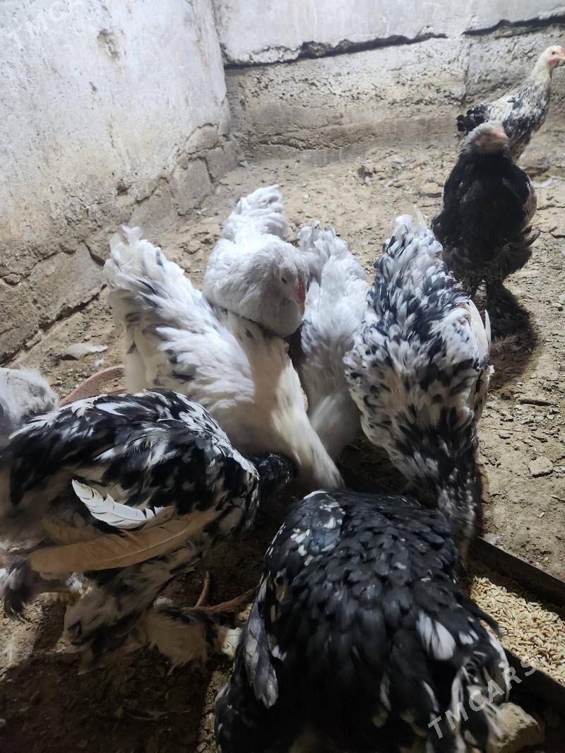 brama - Hitrowka - img 5