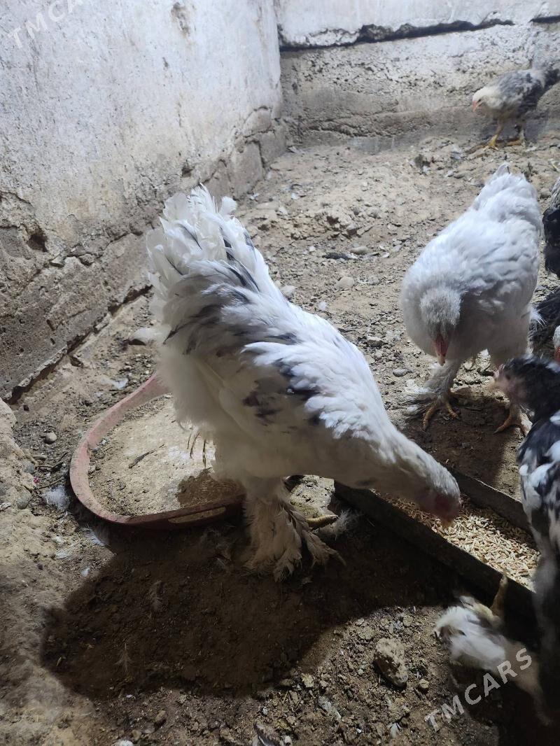 brama - Hitrowka - img 3