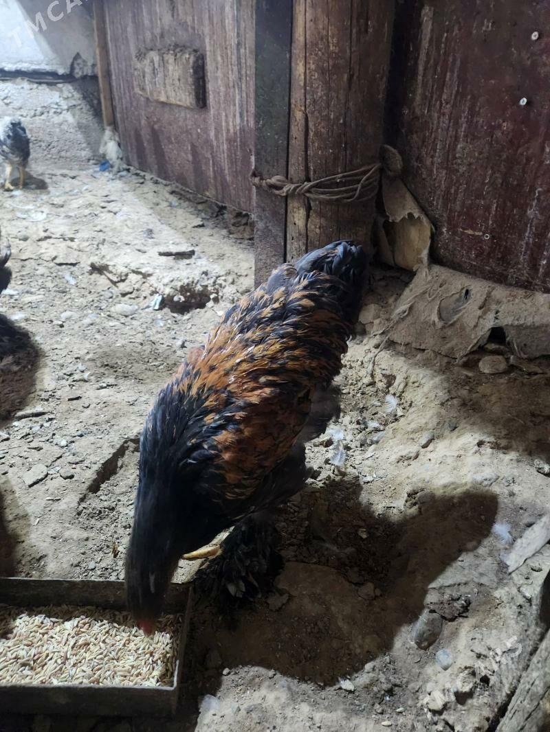 brama - Hitrowka - img 4