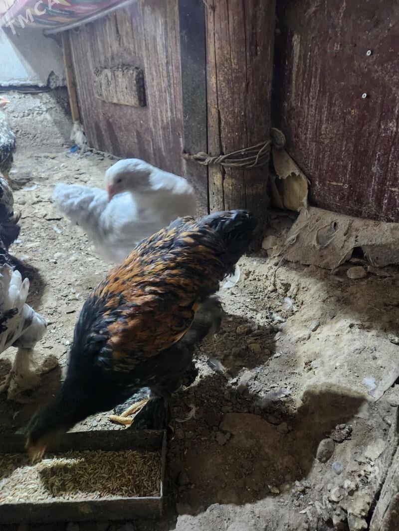 brama - Hitrowka - img 6