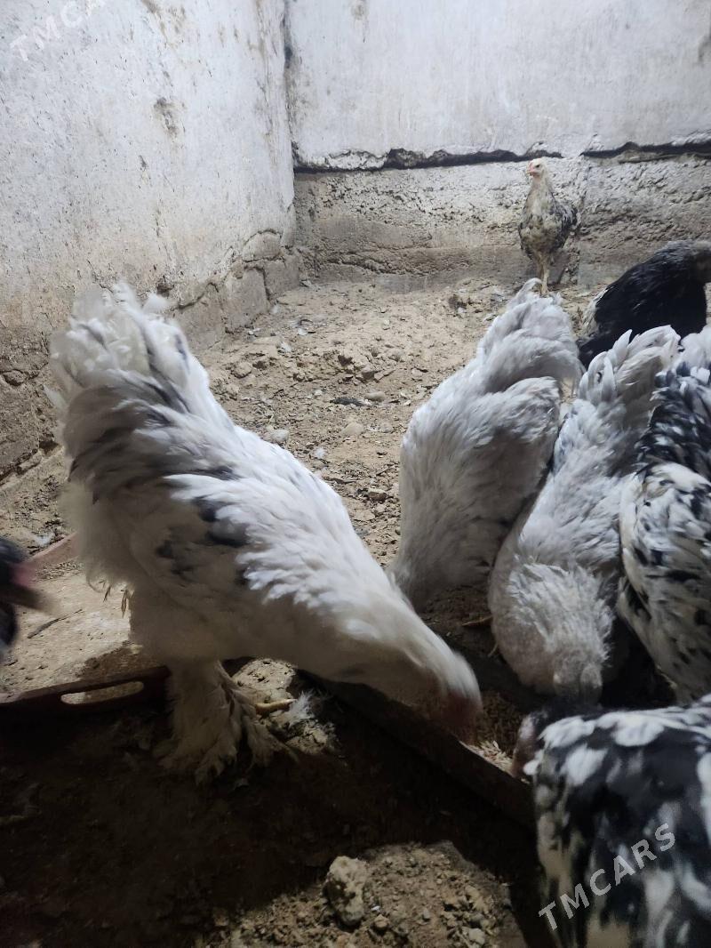 brama - Hitrowka - img 2