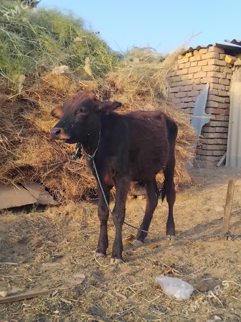 okiz - Теджен - img 2