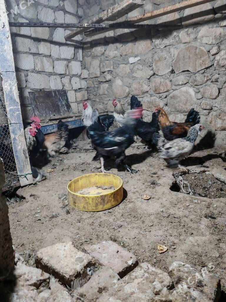 Towuk semiz - Balkanabat - img 2