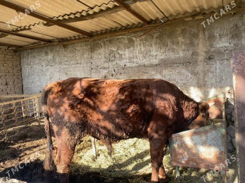 ÖKÜZ - Gökje - img 2