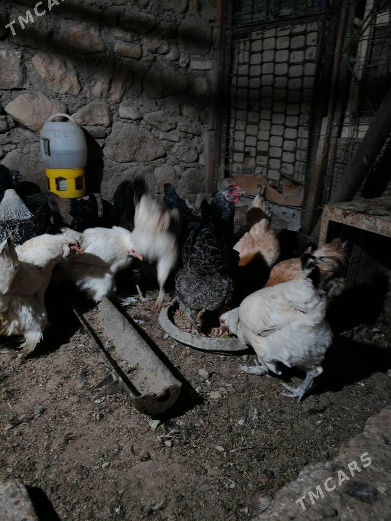 Towuk semiz - Balkanabat - img 6