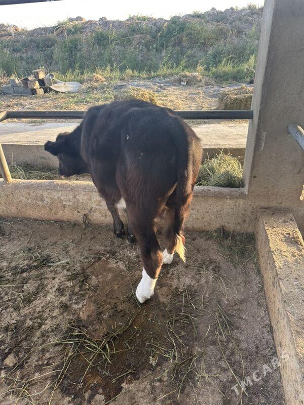 okuz - Гёкдепе - img 3