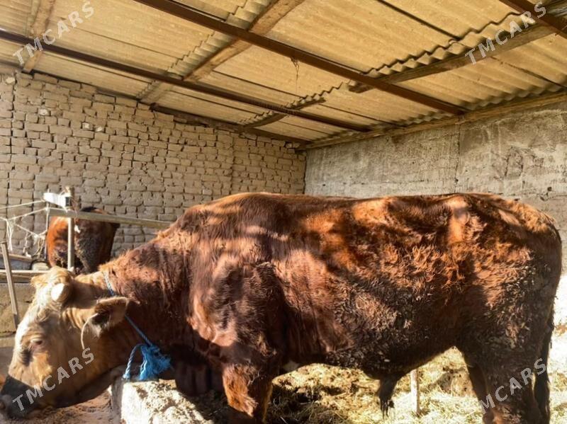 ÖKÜZ - Gökje - img 3