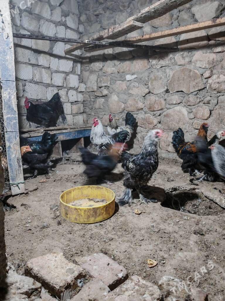 Towuk semiz - Balkanabat - img 4