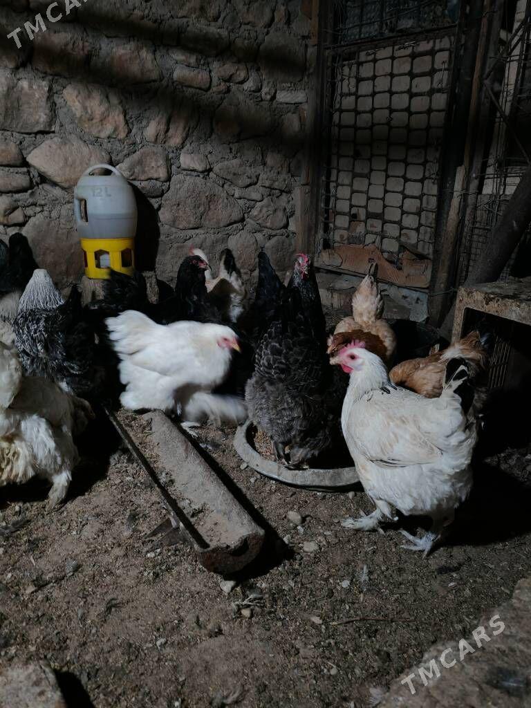 Towuk semiz - Balkanabat - img 5