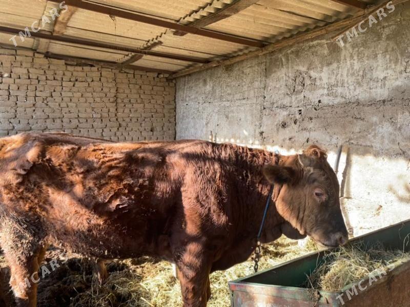 ÖKÜZ - Gökje - img 4